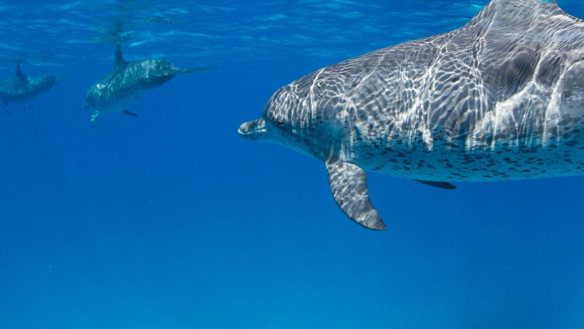 Tiburones contra delfines