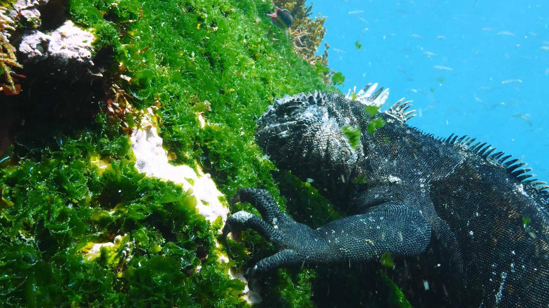 Las Galápagos, la...: Un océano de confusión