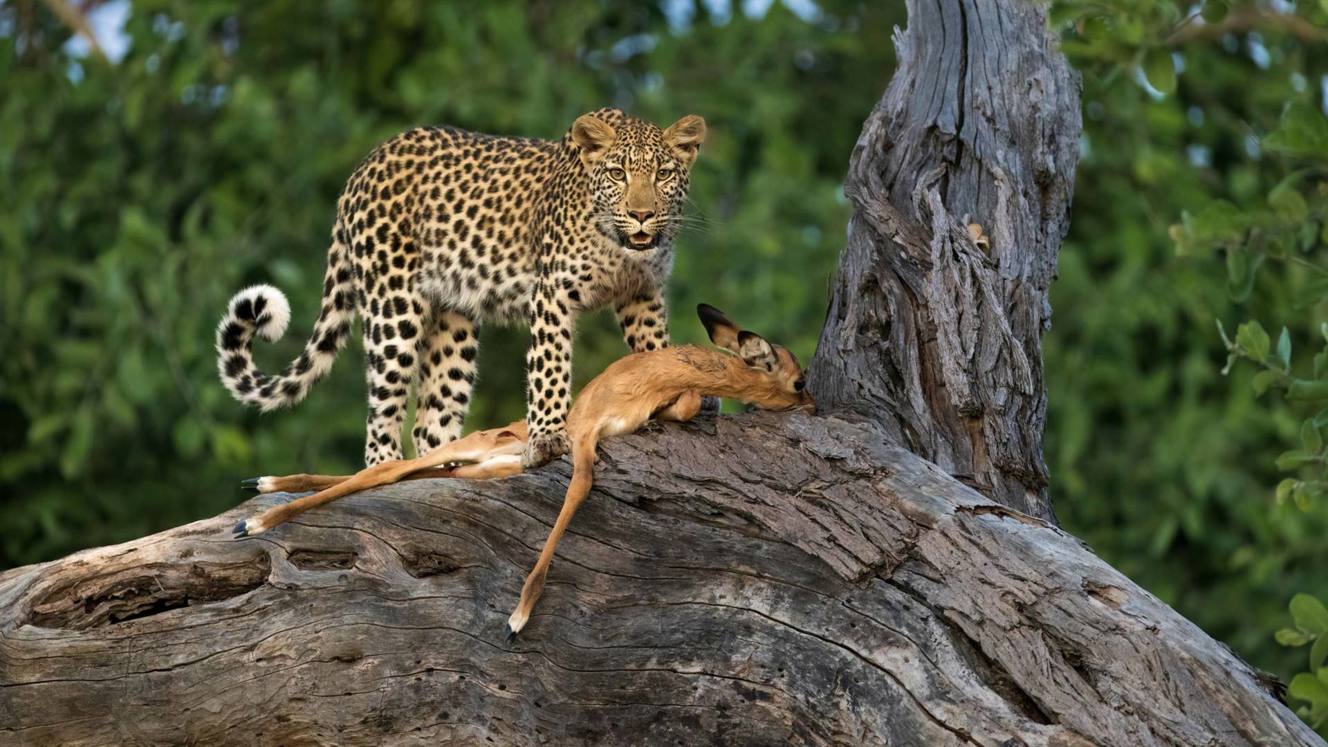 Predador vs. presa: Leones