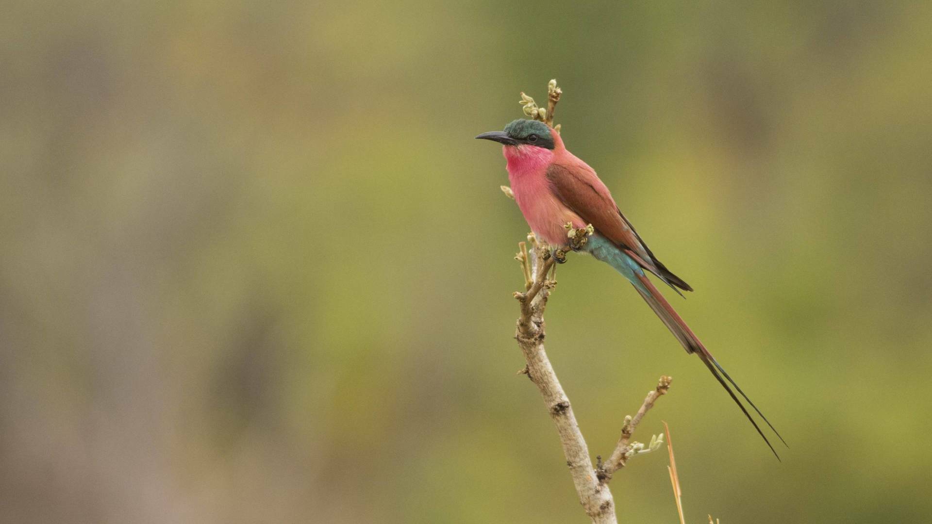 Edén: paraísos remotos: Borneo: el bosque sagrado