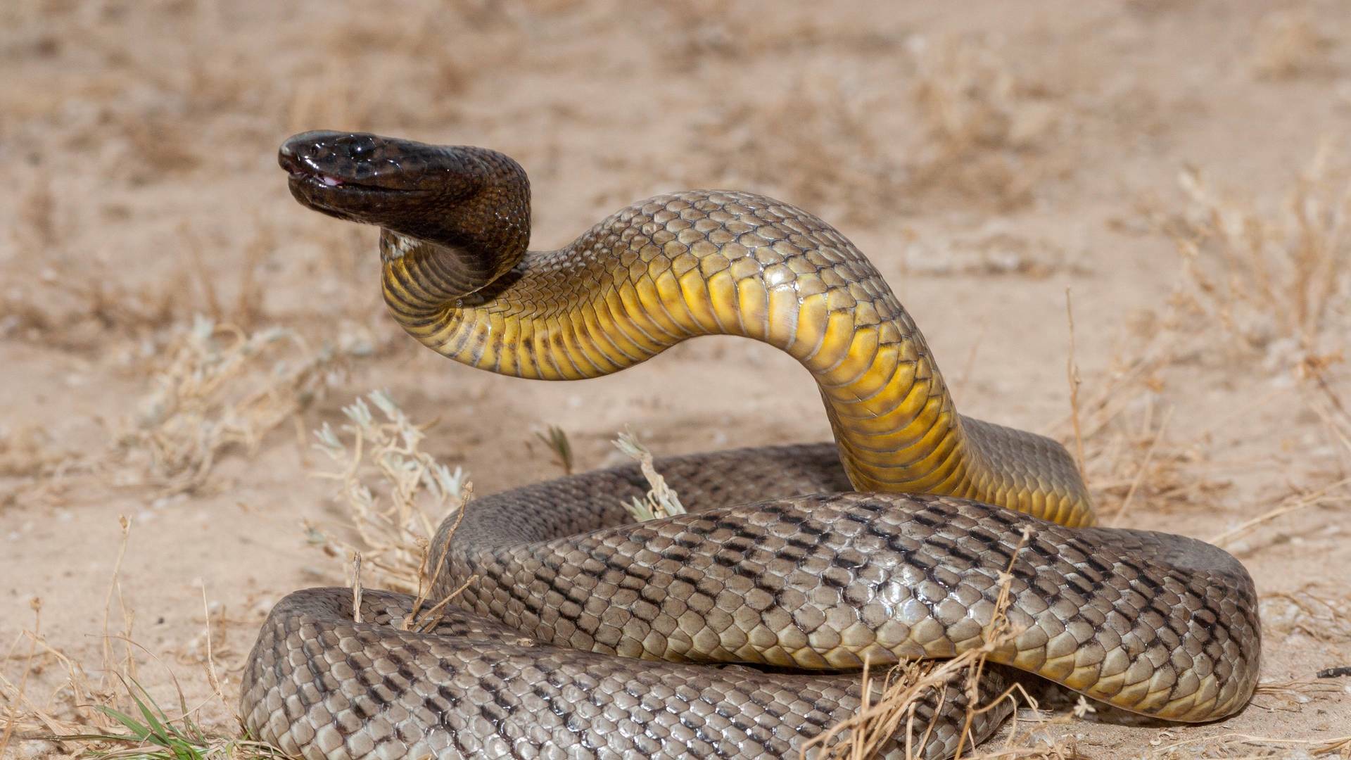 Los animales más tóxicos: Desiertos y océanos