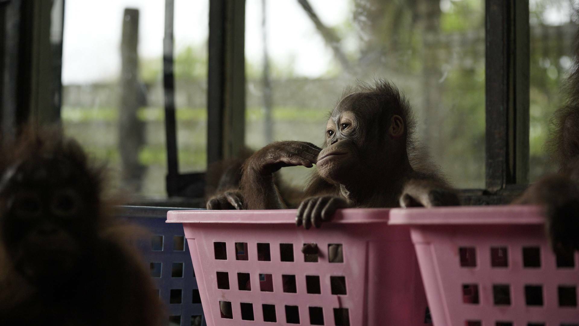 Escuela de orangutanes: Ep.1