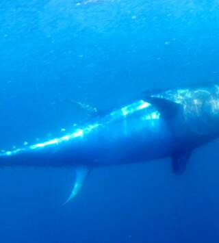 Pesca fina en Huelva