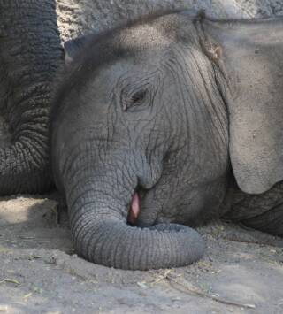 Elefantes de cerca: Gigantes gentiles