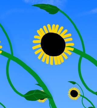 Girasol