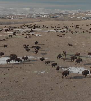 Las Montañas Rocosas: de Yellowstone a Yukón