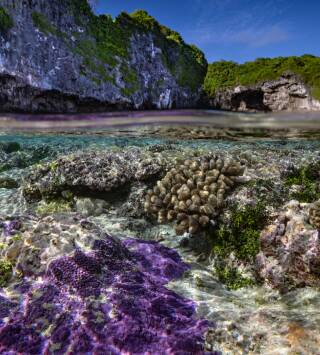 Protegiendo El Paraíso: La Isla De Niue 