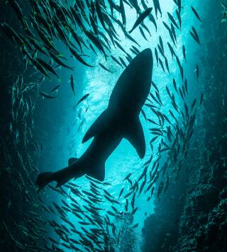 Sharkfest: Tiburón toro vs. tiburón martillo