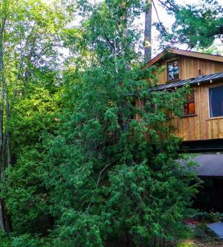 Mi casa en un árbol (T7): Guarida escondida en los árboles