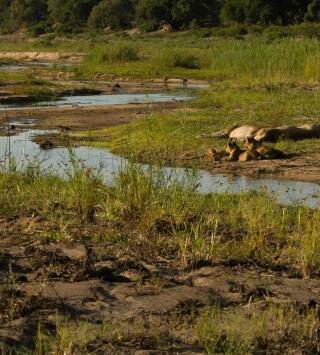La vida en los ríos...: Rio Okavango