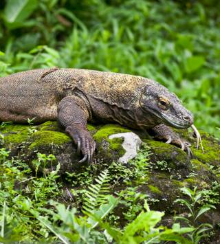 Dragones de Komodo