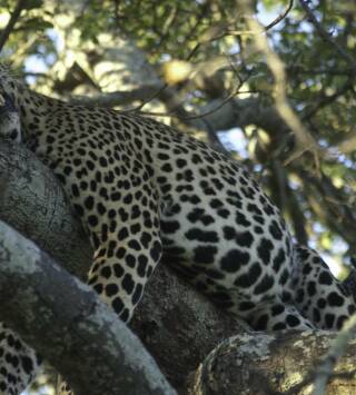 Animales: encuentros...: Cazadores salvajes