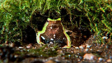 Los animales más raros...: Los más raros de la tierra