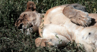 Guerras felinas: leones contra guepardos