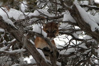 El puma contra el lobo