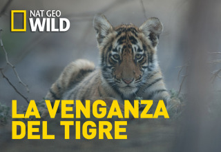 La venganza del tigre