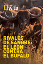 Rivales de sangre: el león contra el búfalo