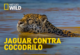 Jaguar contra cocodrilo