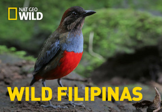 Wild Filipinas: Paraíso salvaje