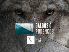 Galgos o podencos (T3)