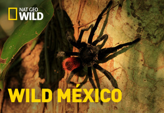 Wild México: Los rápidos y los muertos