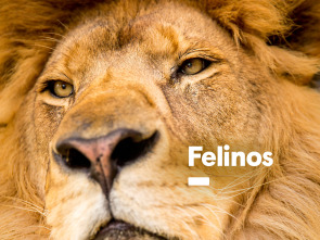 Felinos 