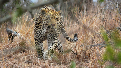 El reino del leopardo