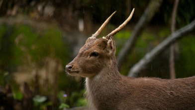 Wild Taiwán: la isla de la selva