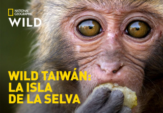 Wild Taiwán: la isla de la selva