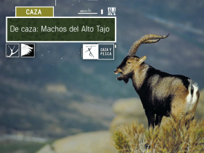 De caza: los machos del Alto Tajo