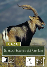 De caza: los machos del Alto Tajo