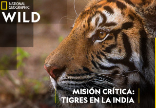 Misión crítica: tigres en la India