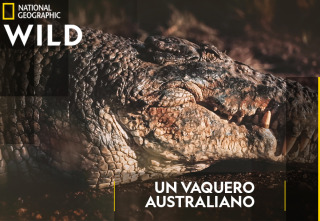 Un vaquero australiano: Vuela lejos cocodrilo
