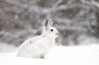 Invierno animal