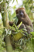 Islas tropicales: Madagascar