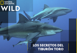 Los secretos del tiburón toro