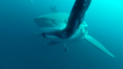 Los secretos del tiburón toro