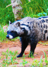 Cazadores letales: Pequeño pero mortal