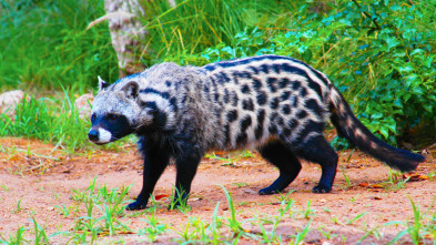 Cazadores letales: Pequeño pero mortal