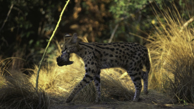 Animales: encuentros...: Grandes y pequeños depredadores