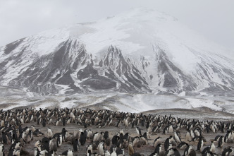 Pingüinos