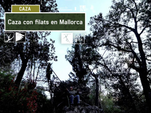 Caza con filats en Mallorca