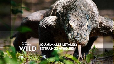 10 animales letales: extraños ataques