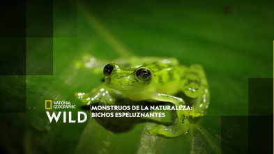 Monstruos de la naturaleza: bichos espeluznantes