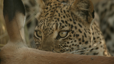 El ojo de leopardo