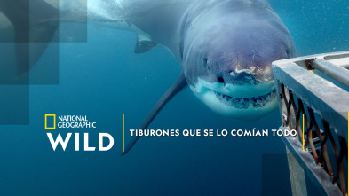 Tiburones que se lo comían todo