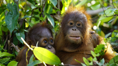 Escuela de orangutanes: Ep.3