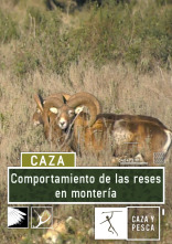 Comportamiento de las reses en montería