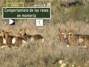 Comportamiento de las reses en montería