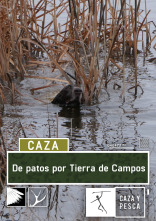 De patos por Tierra de campos